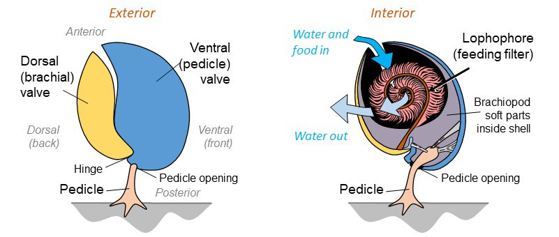 Generalized diagram of a living brachiopod showing pedicle and feeding mechanism.